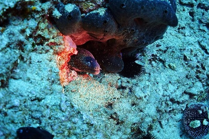 Discover Scuba Diving Private Fun Activity in Athens - First Breaths Around 10 Meters: Warm, Clear Water and Mediterranean Life