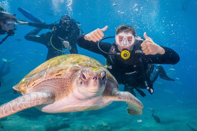 Discover Scuba Diving program: shore + boat dives - Key highlights worth planning around