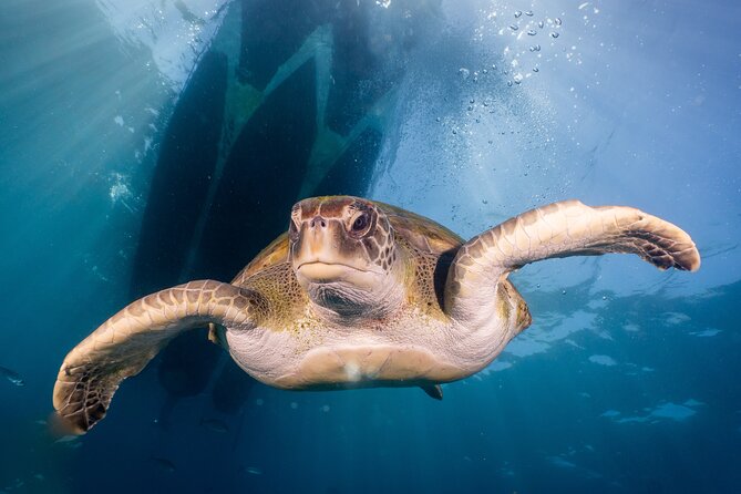 Discover Scuba Diving program: shore + boat dives - Small Group Learning with a Patient Instructor: What You Gain from Max 6
