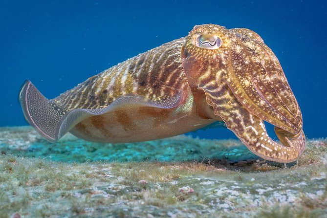 Discover Scuba Diving program: shore + boat dives - Price and Value at Around $132: What You’re Paying For