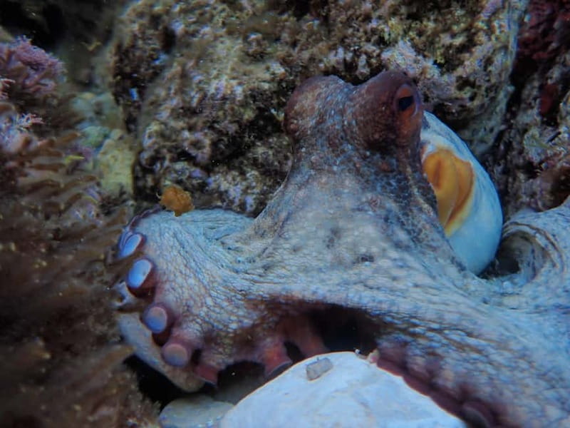 Discover Scuba Diving, scuba diving for begginers!! - In-water training: building comfort before you look around