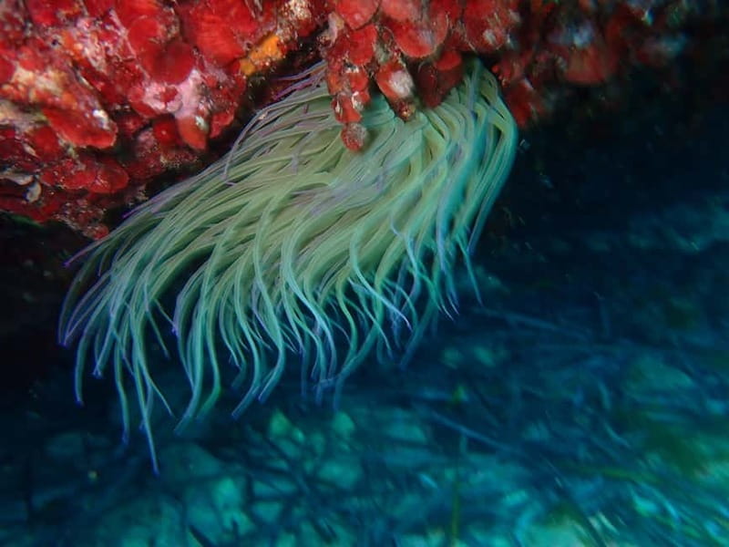 Discover Scuba Diving, scuba diving for begginers!! - Best fit: who this course helps most (and who should skip it)