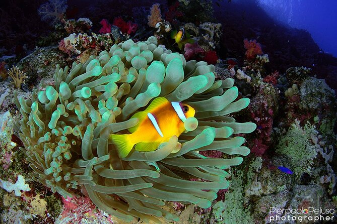 Discover Scuba Diving Sharm El Sheikh - Morning Pickup and Arrival at 8:00