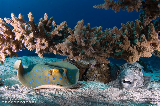 Discover Scuba Diving Sharm El Sheikh - Shore vs Boat Option: How It Changes the Day
