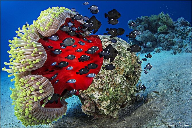 Discover Scuba Diving Sharm El Sheikh - Equipment and Instructor Ratio: Feeling Safe