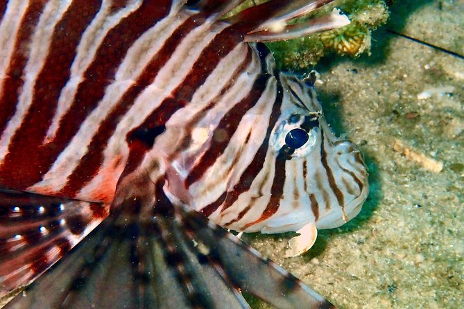 Discover Scuba Diving, try dive for beginners ( Start at Ko Kut) - Key Points You’ll Actually Care About