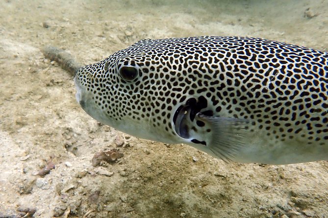 Discover Scuba Diving, try dive for beginners ( Start at Ko Kut) - A Beginner-Friendly Scuba Trial in Ko Kut (Koh Kood)