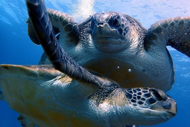 Discover Scuba Diving - Try it for the first time! - Arriving at Paradise Divers in Callao Salvaje