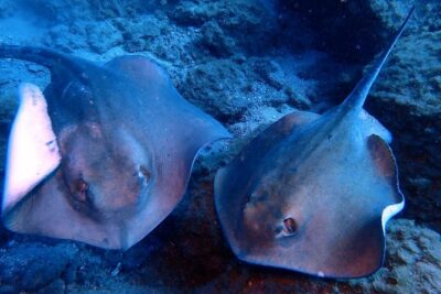 Discover Scuba Diving - Try it for the first time! - The instructor-led briefing that makes first-time scuba feel doable