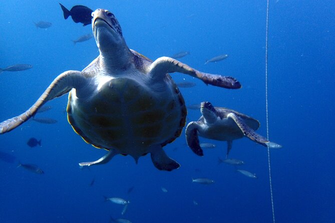 Discover Scuba Diving - Try it for the first time! - What you might see at Abades Reef (fish, barracuda, and turtles)