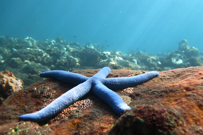 Discover Scuba Diving Tulamben Bali For Non-Certified Divers - Tulamben’s USAT Liberty Wreck: Why This Works for Non-Certified Divers