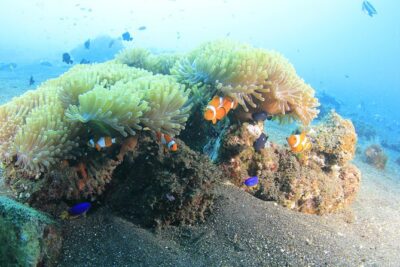 Discover Scuba Diving Tulamben Bali For Non-Certified Divers - Two Ocean Sessions at a Beginner-Realistic Pace