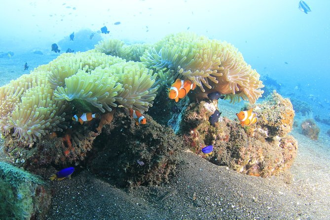 Discover Scuba Diving Tulamben Bali For Non-Certified Divers - Two Ocean Sessions at a Beginner-Realistic Pace