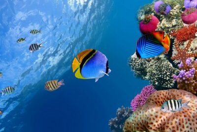 Discover Scuba diving with 2 dives on Koh Tao - From Koh Samui pickup to a full day on the water