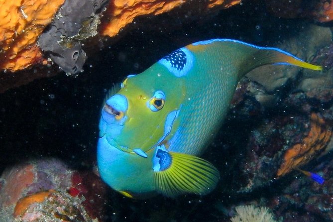 Discover Scuba Diving with No Certification in St Thomas - Snorkeling included, plus your second-session option