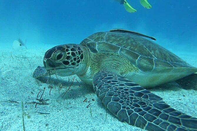 Discover SCUBA Diving with Pissouri Bay Divers - Key Things That Make This SCUBA Try Session Work