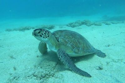 Discover SCUBA Diving with Pissouri Bay Divers - What Happens Before You Ever Step Into the Water