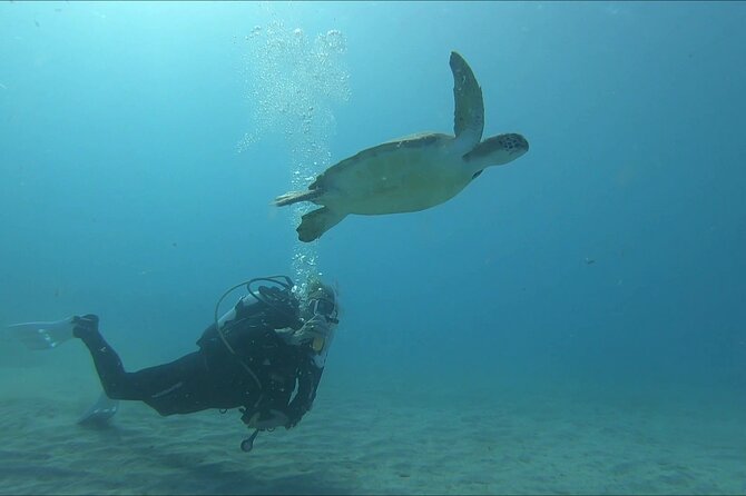 Discover SCUBA Diving with Pissouri Bay Divers - Up to 1 Hour Exploring Marine Life: How to Enjoy It