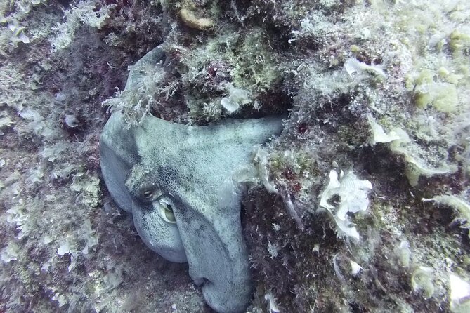 Discover SCUBA Diving with Pissouri Bay Divers - Who This Is Best For (and Who Should Think Twice)