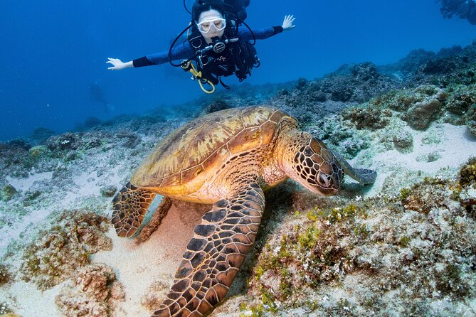Discover Scuba Diving With Sea Turtles – Xiaoliuqiu, Taiwan - Key highlights before you go