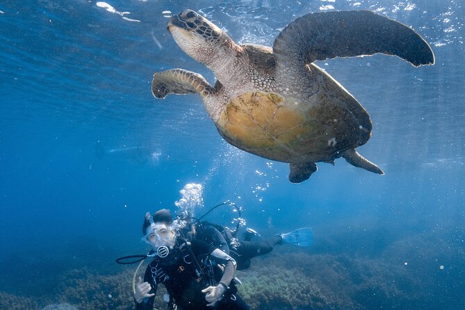 Discover Scuba Diving With Sea Turtles – Xiaoliuqiu, Taiwan - Why Liuqiu’s waters are built for green sea turtles