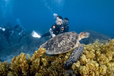 Discover Scuba Diving With Sea Turtles – Xiaoliuqiu, Taiwan - Price and time: what you’re really paying for with an $83 session