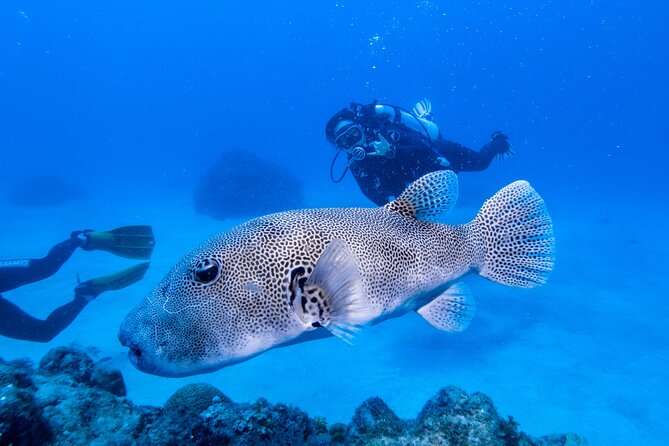 Discover Scuba Diving With Sea Turtles – Xiaoliuqiu, Taiwan - Group size, timing, and where you meet in Liuqiu