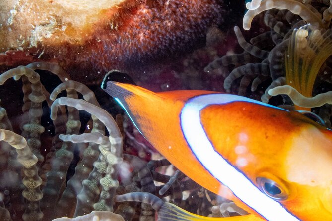 Discover Scuba Diving With Sea Turtles – Xiaoliuqiu, Taiwan - Should you book this turtle-focused scuba session in Liuqiu?