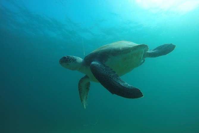 Discover Scuba Diving with two dives in the Ocean in Tenerife with Transfers - A 6-Hour Day That Fits Into Vacation Time