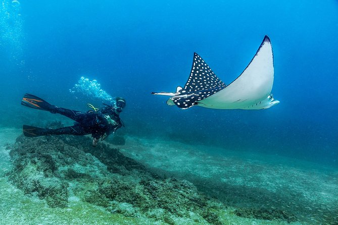 Discover Scuba experience at Las Caletas, Puerto Vallarta - Key things to know before you go