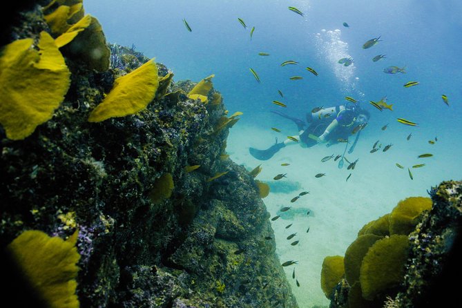Discover Scuba experience at Las Caletas, Puerto Vallarta - Marine life you can hope to see (plus the reality checks)