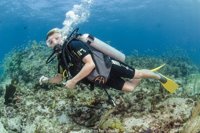 Discover scuba ,MUSA and Manchones reef dive without license - Comfort and fitness: what to know before you go