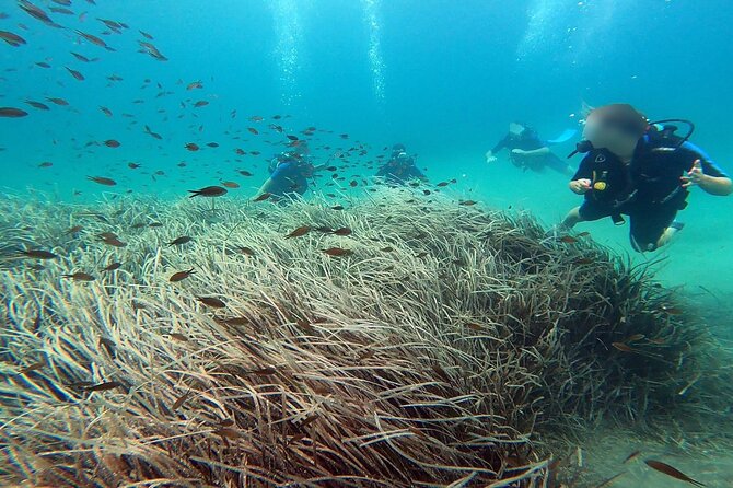 Discover Small Group Scuba Diving Experience in Nea Makri, Athens - Nea Makri: the easygoing base for a first underwater session near Athens