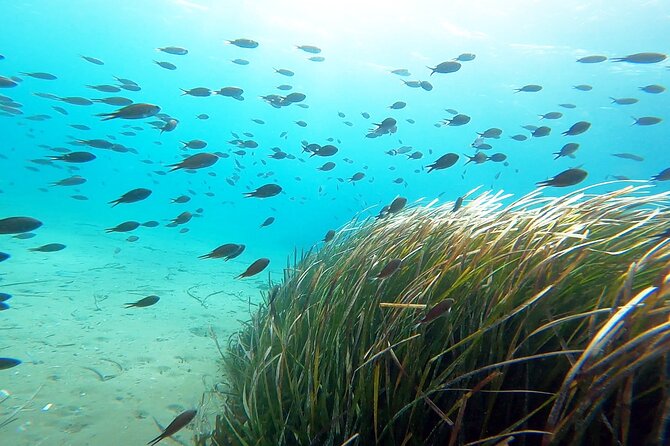 Discover Small Group Scuba Diving Experience in Nea Makri, Athens - Who this course is best for (and who might feel out of place)