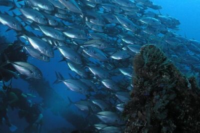 Dive at Tulamben Bali USS Liberty Ship Wreck - Where the Pickup Really Helps: Ubud, Candidasa, and South Bali