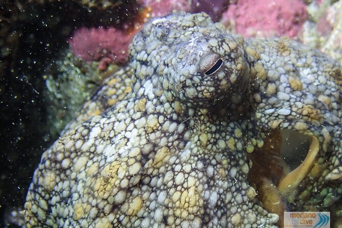 Dive Baptism 1 Dive In Tenerife 3,5h - El Médano is built for a first underwater experience