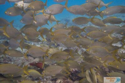 Dive Baptism 1 Dive In Tenerife 3,5h - The 8:30 am plan: meet at Plaza Galicia, then head to the water spot