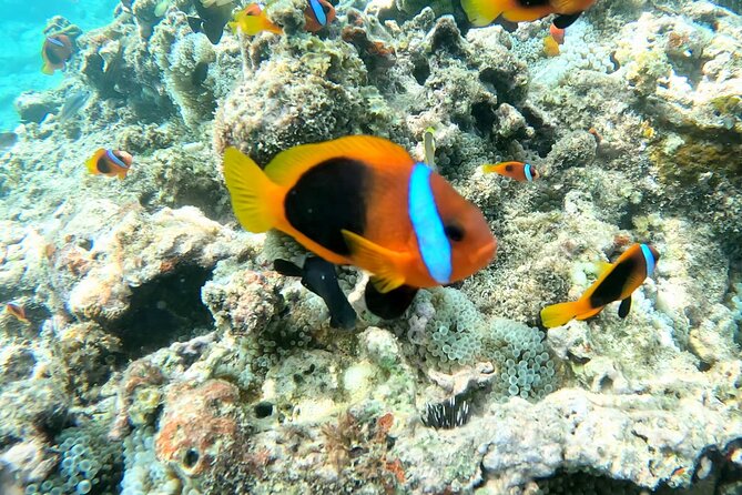 Dive Into Paradise: Snorkel Adventure at Paradise Cove - Key Highlights You’ll Feel Instantly