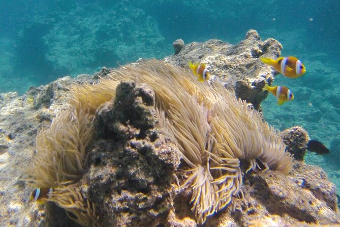 Dive Into Paradise: Snorkel Adventure at Paradise Cove - On the Boat: Comfort, Safety, and Easy Entry/Exit