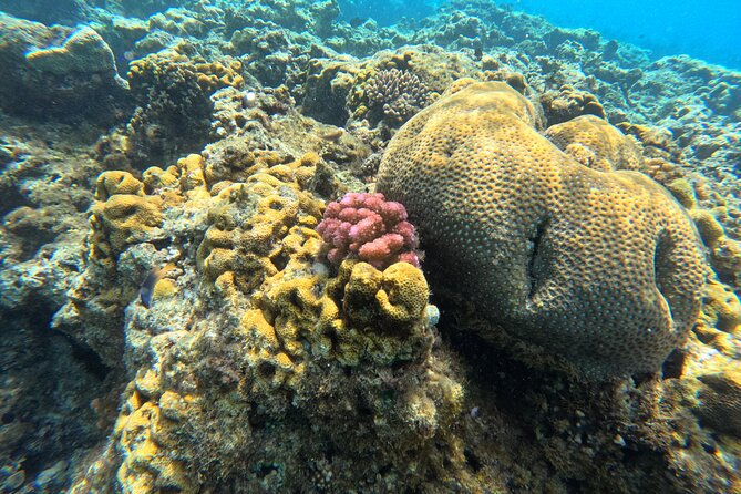 Dive Into Paradise: Snorkel Adventure at Paradise Cove - Snorkeling at Paradise Cove: What You’ll Actually Do