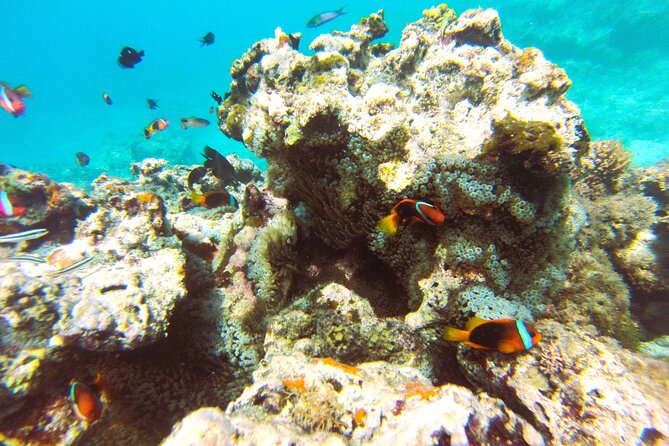 Dive Into Paradise: Snorkel Adventure at Paradise Cove - Coral Planting: Why the Eco Part Feels Worth It