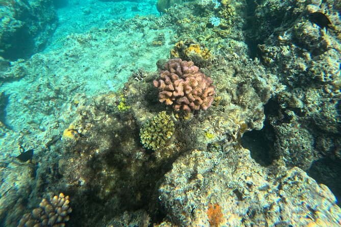 Dive Into Paradise: Snorkel Adventure at Paradise Cove - Who This Snorkel Adventure Fits Best