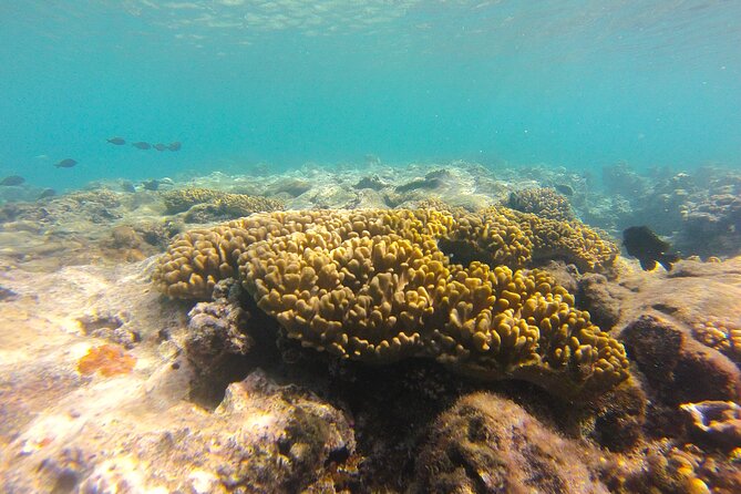 Dive Into Paradise: Snorkel Adventure at Paradise Cove - Price and Value: Is $68.14 Worth It?