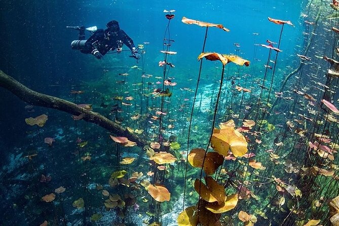 Dive into Tulum: Tour 3 Cenotes, from Riviera Maya - How Long It Really Takes and Why 4 Hours Can Still Feel Like a Full Adventure