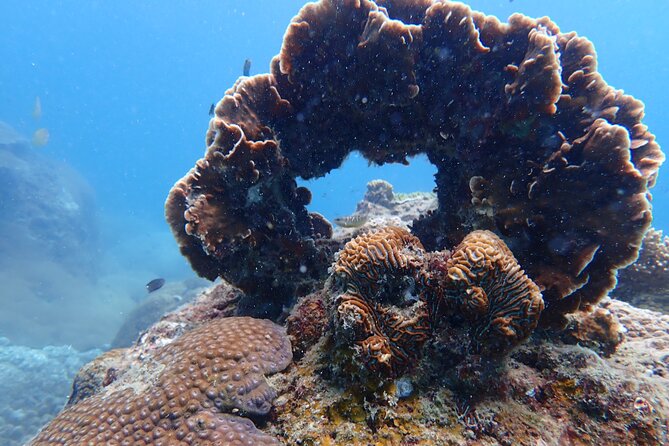 Dive Trip Experience in Koh Tao - Key highlights at a glance