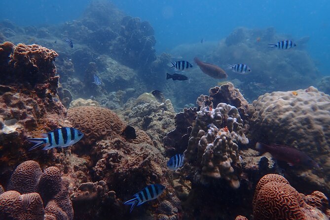 Dive Trip Experience in Koh Tao - Lunch break on the boat: how they keep the day comfortable