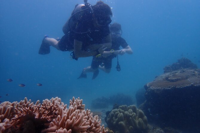 Dive Trip Experience in Koh Tao - Second underwater spot: where the day often clicks