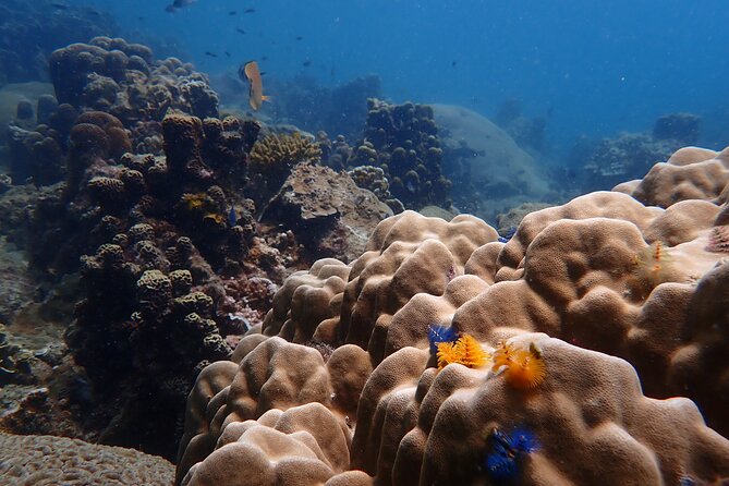 Dive Trip Experience in Koh Tao - Equipment, included perks, and what you’ll pay extra for