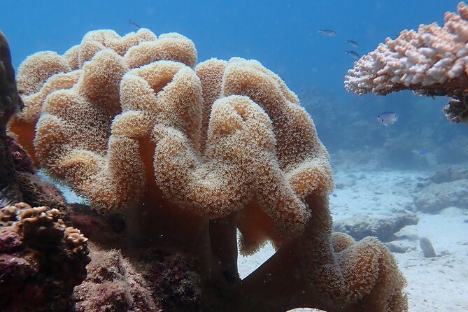 Dive Trip Experience in Koh Tao - The morning: hotel pickup, pier check-in, and the Koh Tao ride