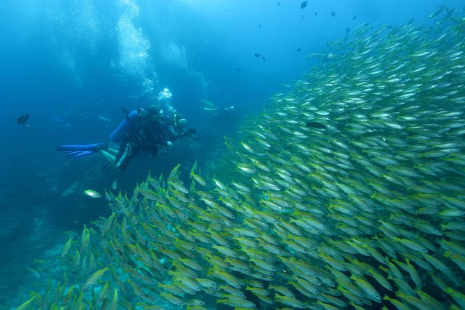 Dive Trip to Phi Phi from Phuket for certified divers - Stop 1: Koh Bida Nok for corals and schooling fish action
